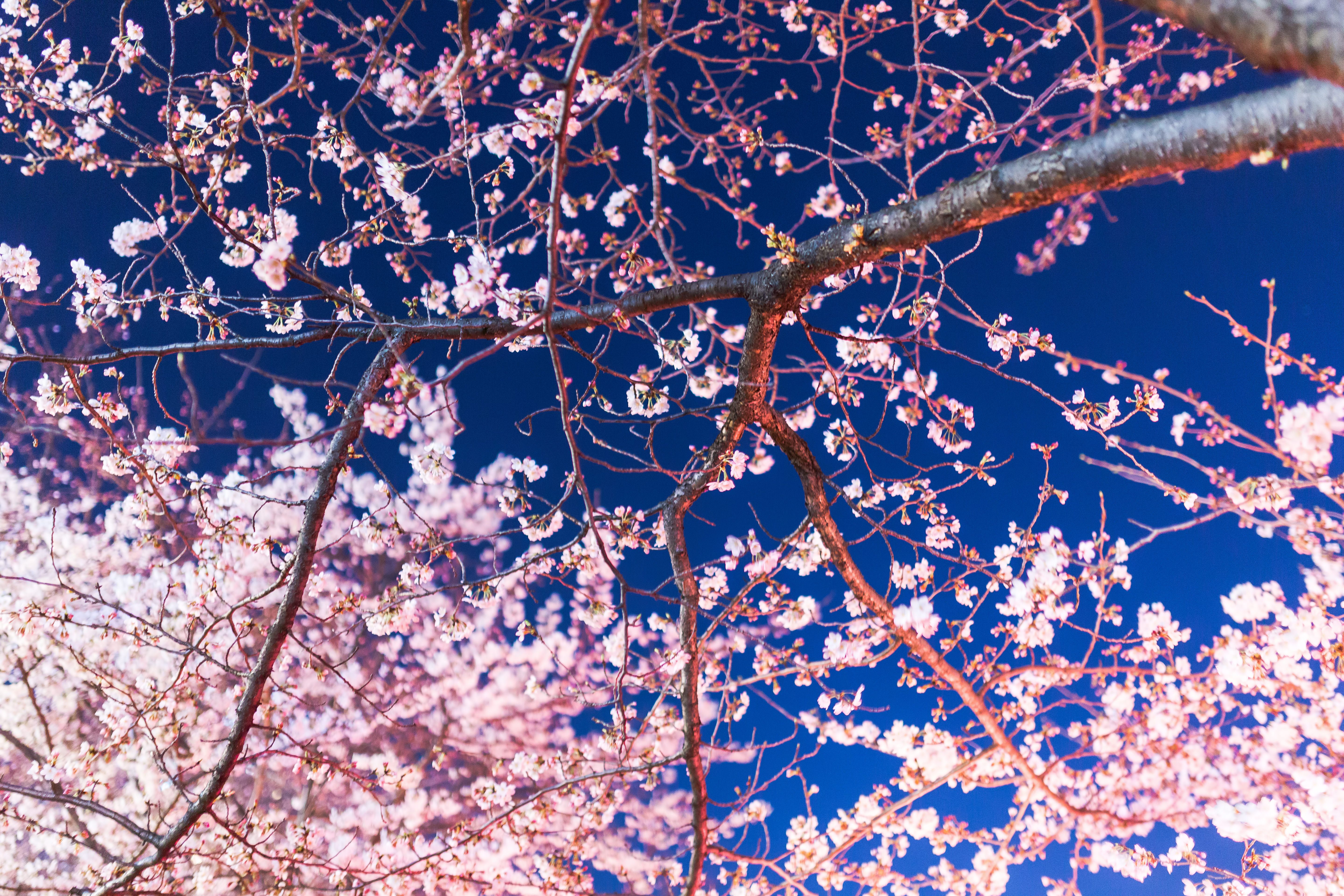 幻想的な夜桜を満喫する、別荘ステイと共に選びたいスポット3選
