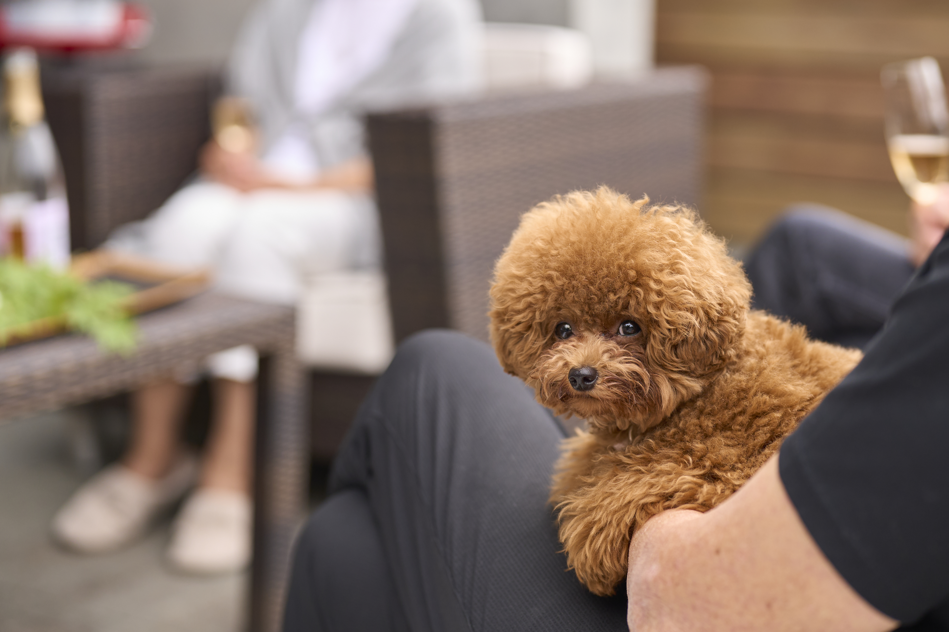 -愛犬と泊まれる貸別荘-　大切な家族ととともに旅へ